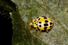 Psyllobora variegata