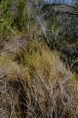 Anthochortus capensis