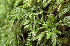 Porotrichum