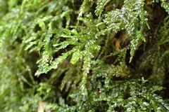 Porotrichum