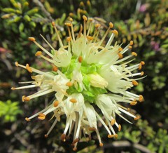 Campylostachys cernua