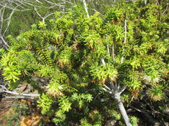 Campylostachys cernua