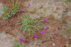 Dianthus repens