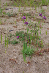 Allium ledebourianum