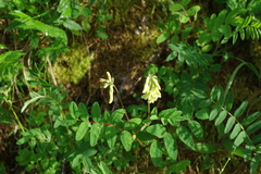 Astragalus frigidus
