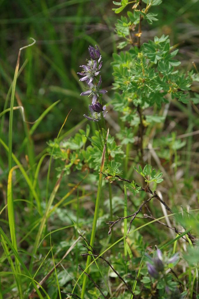 Swertia stenopetala