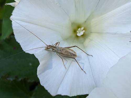 Photo of Italian Tree Cricket (Oecanthus pellucens)