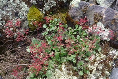 Micranthes punctata