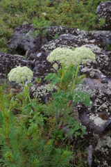 Angelica saxatilis