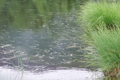 Sparganium hyperboreum