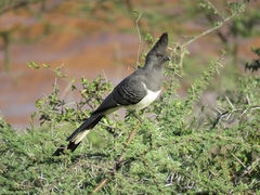 Corythaixoides leucogaster