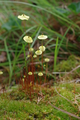 Splachnum luteum