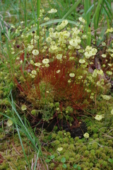 Splachnum luteum