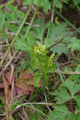 Botrychium alaskense