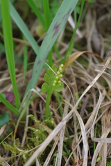 Botrychium alaskense