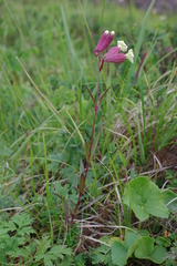 Silene repens