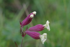 Silene repens