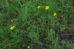 Trollius riederianus