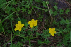 Trollius riederianus