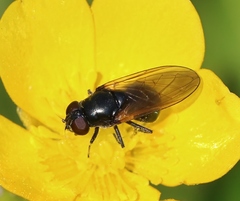 Cheilosia albitarsis
