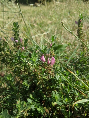 Field restharrow (Ononis arvensis)