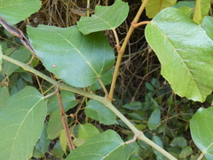 Cissus antarctica