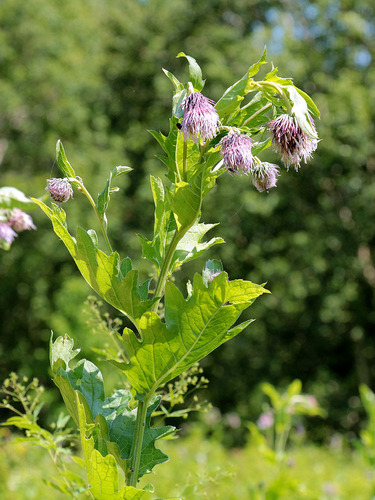 Kamchatka thistle