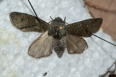 Psaphida rolandi