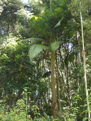 Archontophoenix cunninghamiana