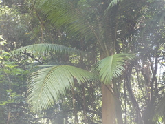 Archontophoenix cunninghamiana