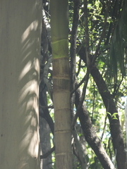 Archontophoenix cunninghamiana
