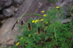 Carex podocarpa
