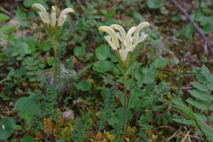 Pedicularis capitata