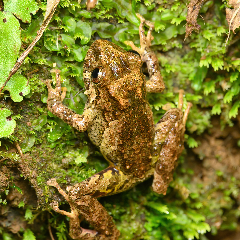 rana ladrona muslidorada (Papa´s Place) · iNaturalist