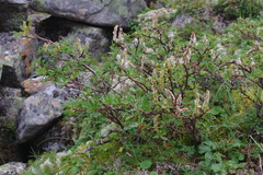 Salix divaricata
