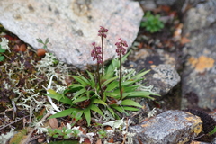 Tofieldia coccinea