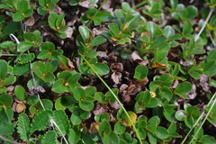 Salix berberifolia