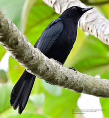Black Catbird photo 5
