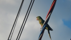 Psittacara leucophthalmus