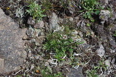 Leontopodium antennarioides