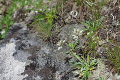 Leontopodium antennarioides