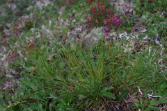 Carex myosuroides