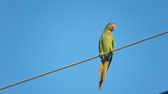 Psittacara leucophthalmus