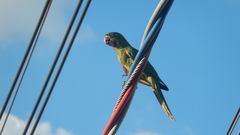 Psittacara leucophthalmus