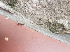Odontomachus erythrocephalus