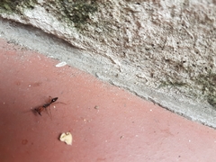 Odontomachus erythrocephalus