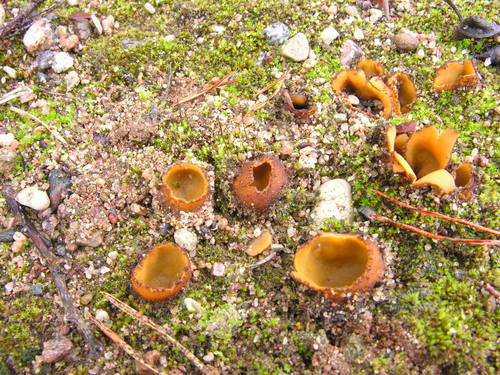Hoffmannoscypha image