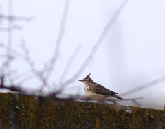 Galerida cristata