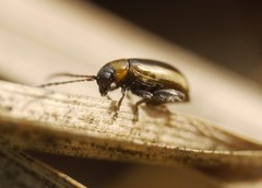 Longitarsus dorsalis