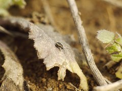 Longitarsus dorsalis